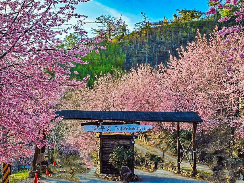 2025司馬庫斯櫻花季訂房超難搶!司馬庫斯住宿、櫻花季攻略看這篇!