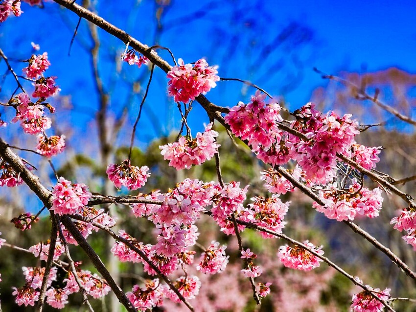 2025司馬庫斯櫻花季訂房超難搶!司馬庫斯住宿、櫻花季攻略看這篇!