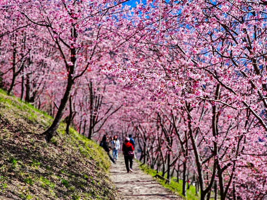 2025司馬庫斯櫻花季訂房超難搶!司馬庫斯住宿、櫻花季攻略看這篇!