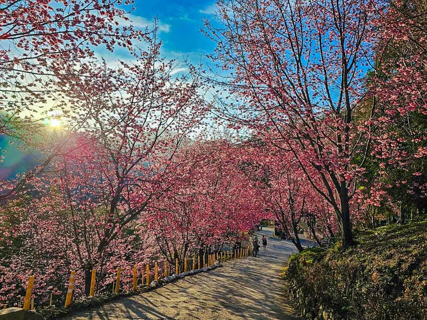 2025司馬庫斯櫻花季訂房超難搶!司馬庫斯住宿、櫻花季攻略看這篇!