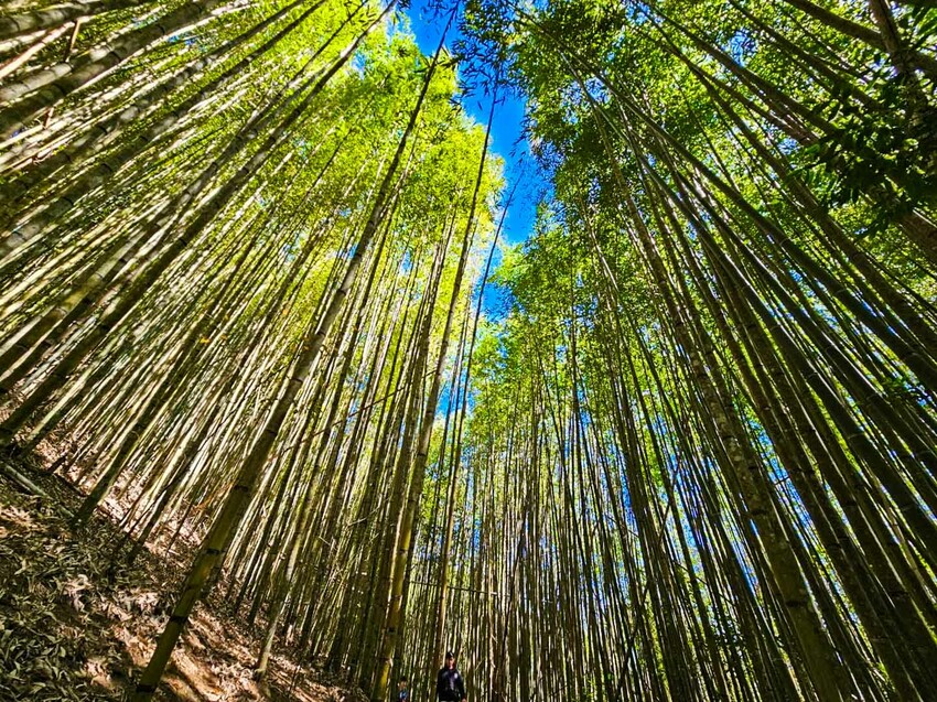 2025司馬庫斯櫻花季訂房超難搶!司馬庫斯住宿、櫻花季攻略看這篇!