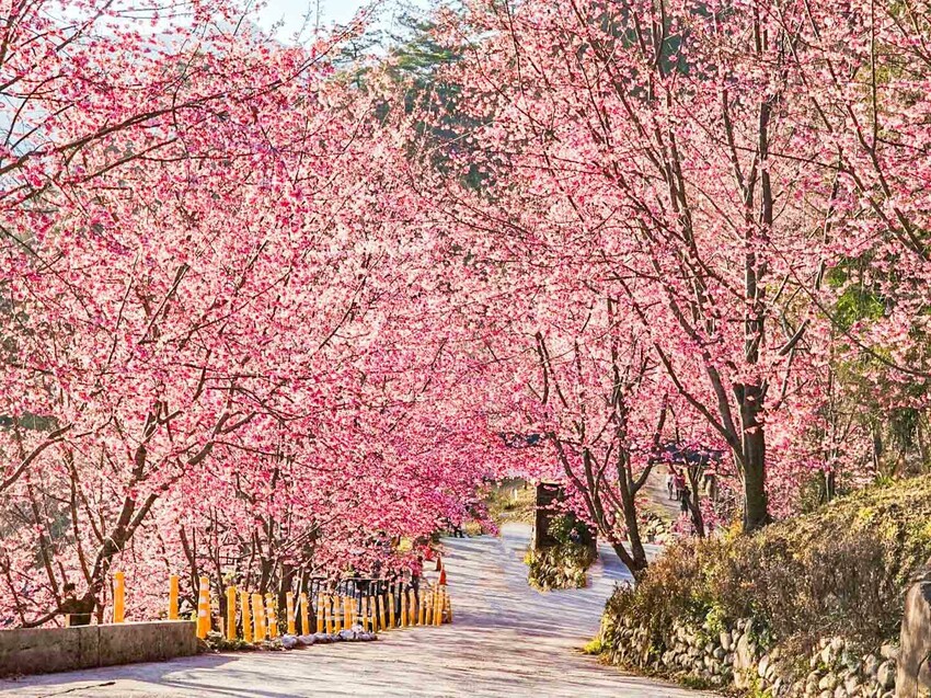 2025司馬庫斯櫻花季訂房超難搶!司馬庫斯住宿、櫻花季攻略看這篇!