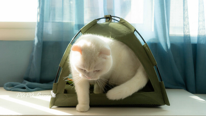 Sony A7C2 :全幅機+輕巧機身+周邊這樣買，Sony無反相機實測心得