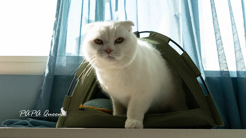 Sony A7C2 :全幅機+輕巧機身+周邊這樣買，Sony無反相機實測心得