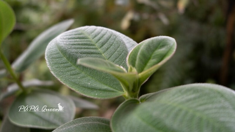 Sony A7C2 :全幅機+輕巧機身+周邊這樣買，Sony無反相機實測心得