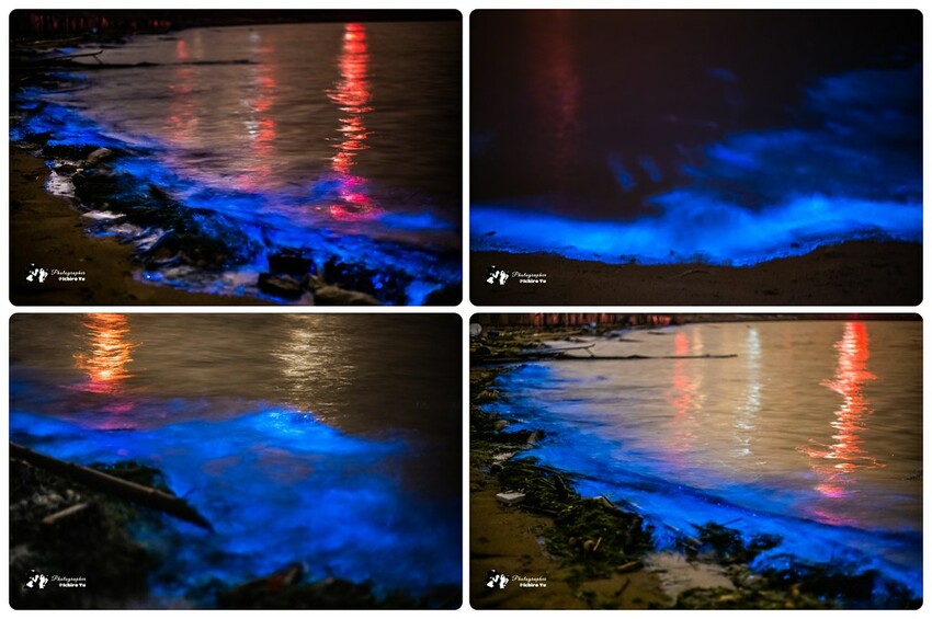 連江縣北竿鄉【馬祖景點】北竿馬鼻灣‧南竿介壽澳口賞藍眼淚│藍眼淚季節‧如何拍攝‧天候條件風向潮汐月亮│芹壁聚落‧北海坑