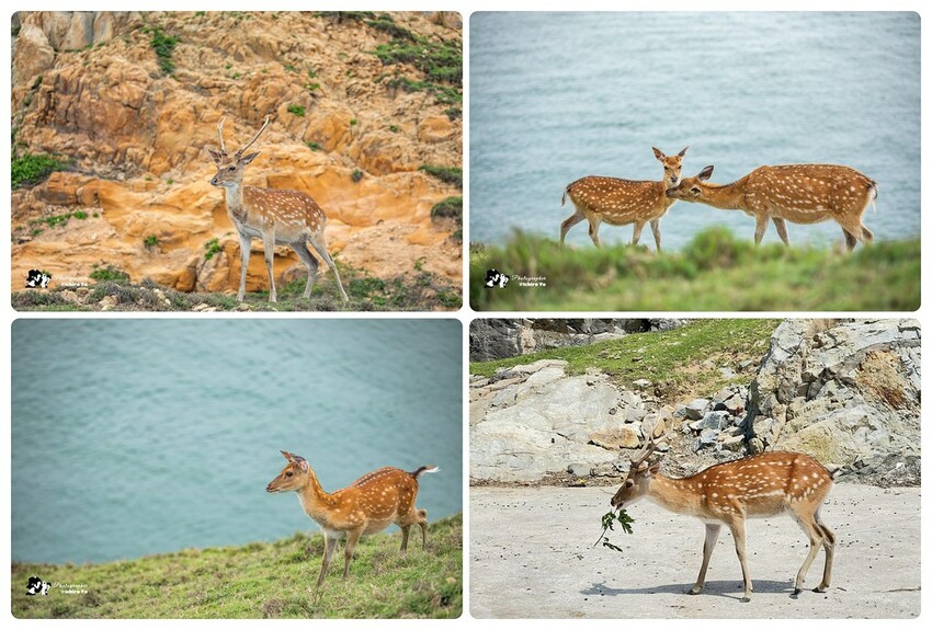 連江縣北竿鄉【馬祖景點】北竿馬鼻灣‧南竿介壽澳口賞藍眼淚│藍眼淚季節‧如何拍攝‧天候條件風向潮汐月亮│芹壁聚落‧北海坑