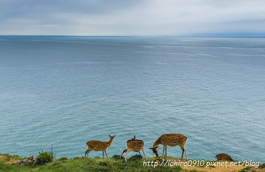 連江縣北竿鄉【馬祖景點】北竿馬鼻灣‧南竿介壽澳口賞藍眼淚│藍眼淚季節‧如何拍攝‧天候條件風向潮汐月亮│芹壁聚落‧北海坑