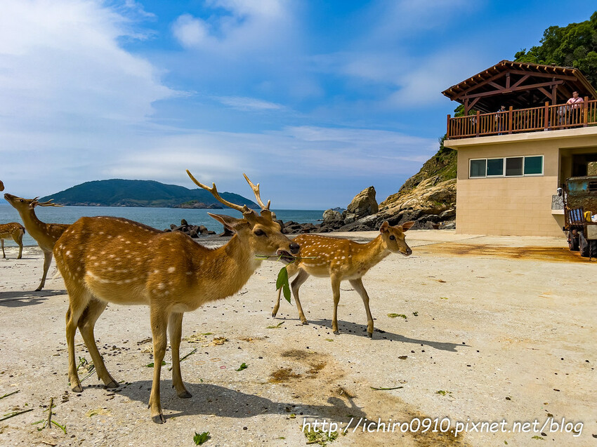 連江縣北竿鄉【馬祖景點】北竿馬鼻灣‧南竿介壽澳口賞藍眼淚│藍眼淚季節‧如何拍攝‧天候條件風向潮汐月亮│芹壁聚落‧北海坑