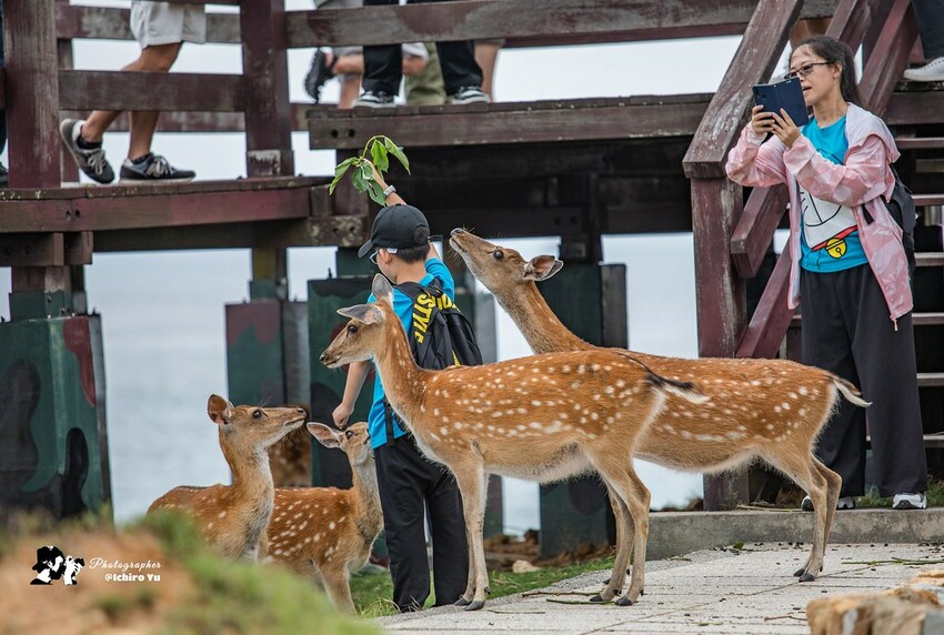 連江縣北竿鄉【馬祖景點】北竿馬鼻灣‧南竿介壽澳口賞藍眼淚│藍眼淚季節‧如何拍攝‧天候條件風向潮汐月亮│芹壁聚落‧北海坑