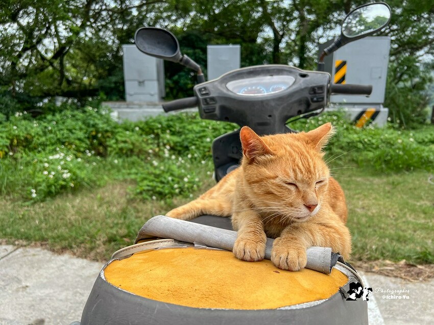 連江縣北竿鄉【馬祖景點】北竿馬鼻灣‧南竿介壽澳口賞藍眼淚│藍眼淚季節‧如何拍攝‧天候條件風向潮汐月亮│芹壁聚落‧北海坑