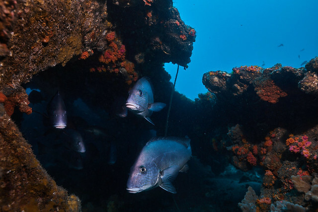 The Movie posters and stills of Taiwan record movie "2025年紀錄片電影《沈睡的水下巨人》(Shipwrecks Taiwan)" will be launching from Apr 25, 2025 onwards in Taiwan.