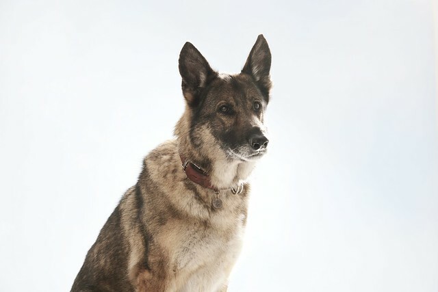 The Movie posters and stills of Japanese Movie 日本電影《少年與狗》(The Boy and the Dog) will be launching from Apr 25, 2025 onwards in Taiwan.