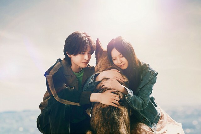 The Movie posters and stills of Japanese Movie 日本電影《少年與狗》(The Boy and the Dog) will be launching from Apr 25, 2025 onwards in Taiwan.