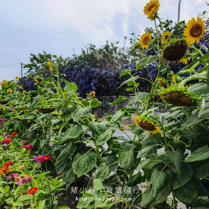 雲林縣四湖鄉雲林。四湖》長春園藝孤挺百合錫葉藤花園。數大就是美