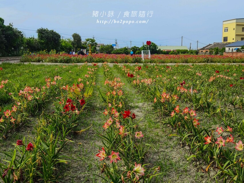 雲林縣四湖鄉雲林。四湖》長春園藝孤挺百合錫葉藤花園。數大就是美