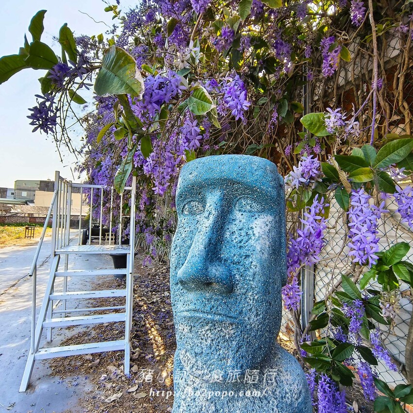 雲林縣四湖鄉雲林。四湖》長春園藝孤挺百合錫葉藤花園。數大就是美