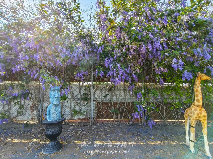 雲林縣四湖鄉雲林。四湖》長春園藝孤挺百合錫葉藤花園。數大就是美