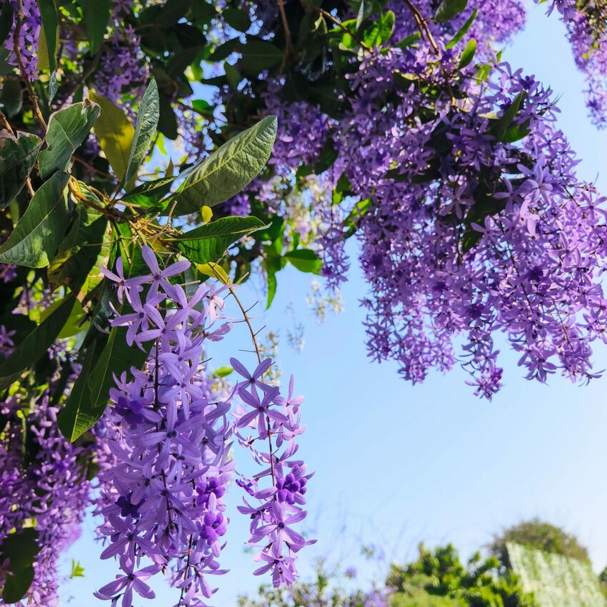 雲林縣四湖鄉雲林。四湖》長春園藝孤挺百合錫葉藤花園。數大就是美