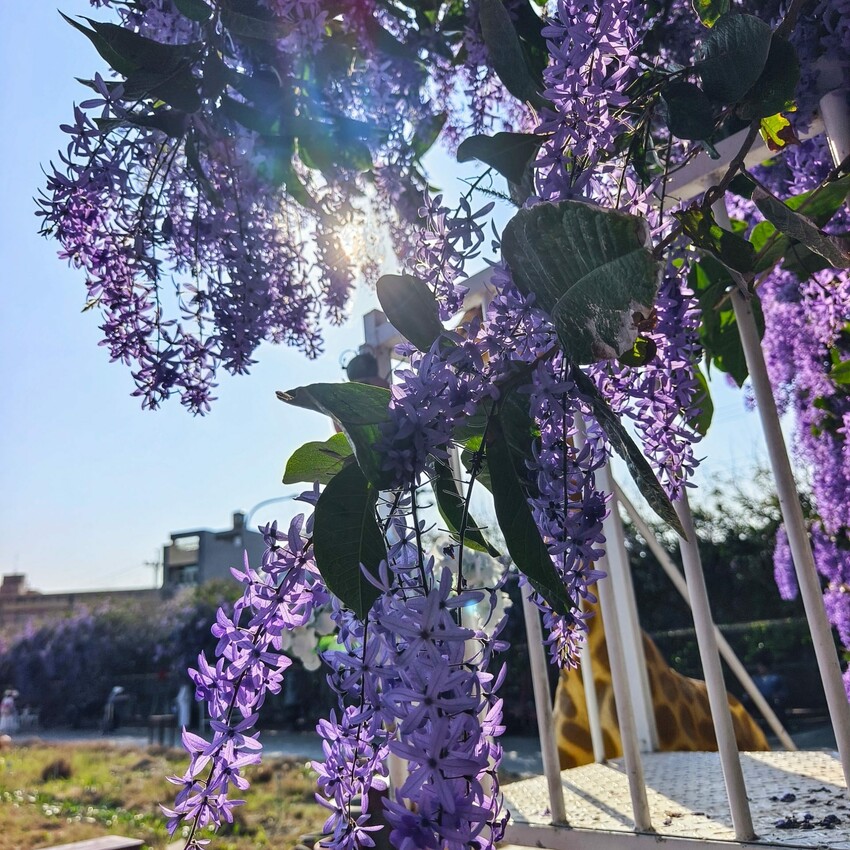 雲林縣四湖鄉雲林。四湖》長春園藝孤挺百合錫葉藤花園。數大就是美