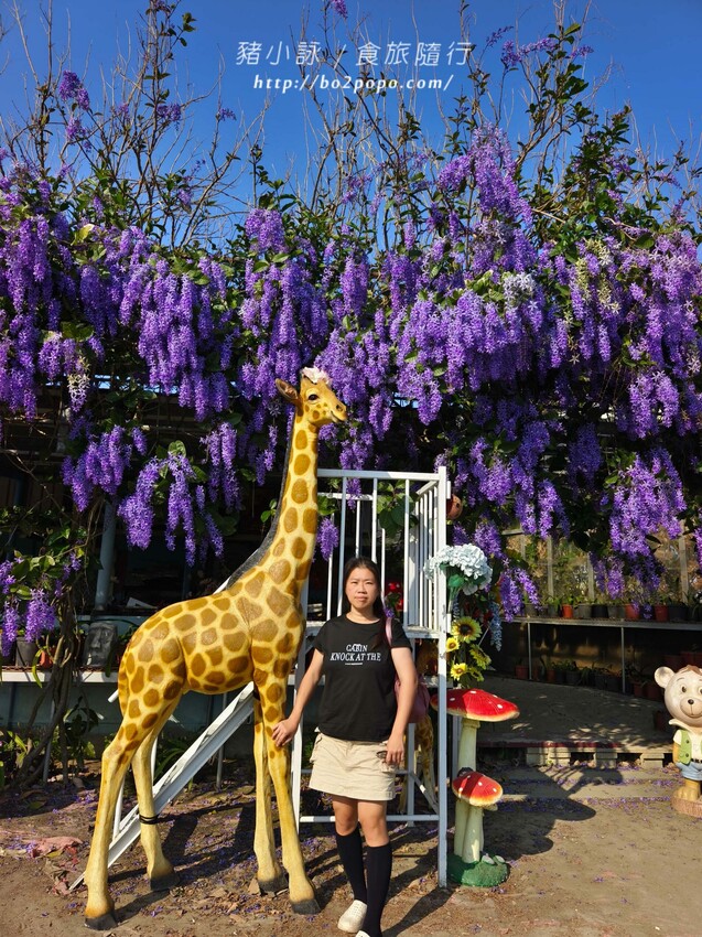 雲林縣四湖鄉雲林。四湖》長春園藝孤挺百合錫葉藤花園。數大就是美