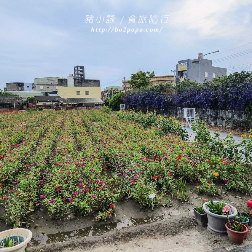 雲林縣四湖鄉雲林。四湖》長春園藝孤挺百合錫葉藤花園。數大就是美