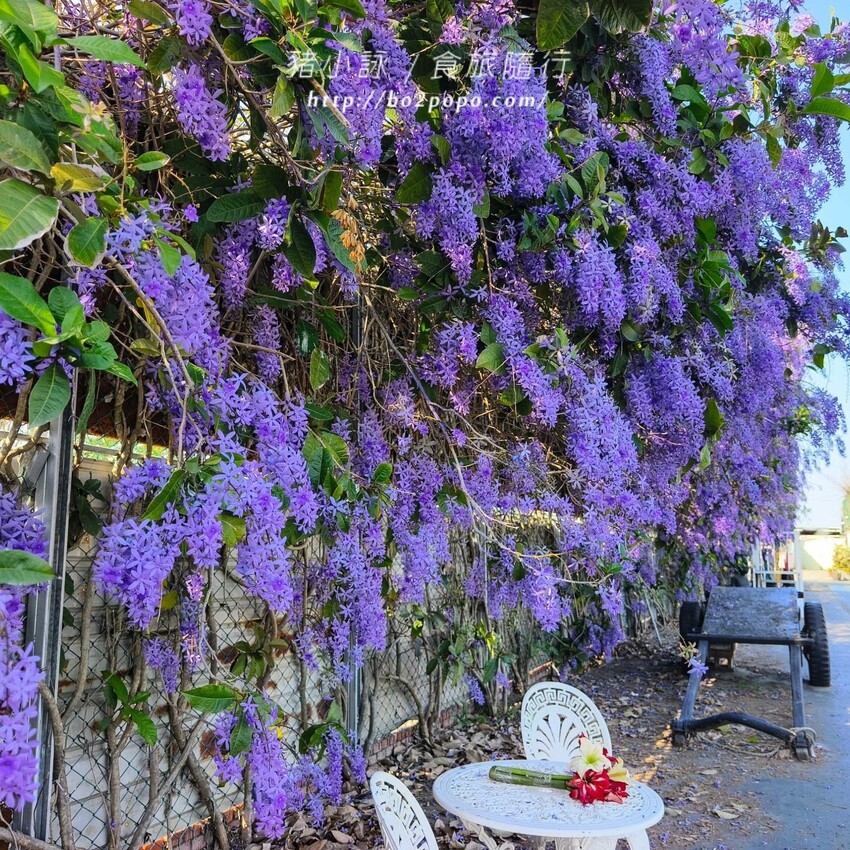 雲林縣四湖鄉雲林。四湖》長春園藝孤挺百合錫葉藤花園。數大就是美