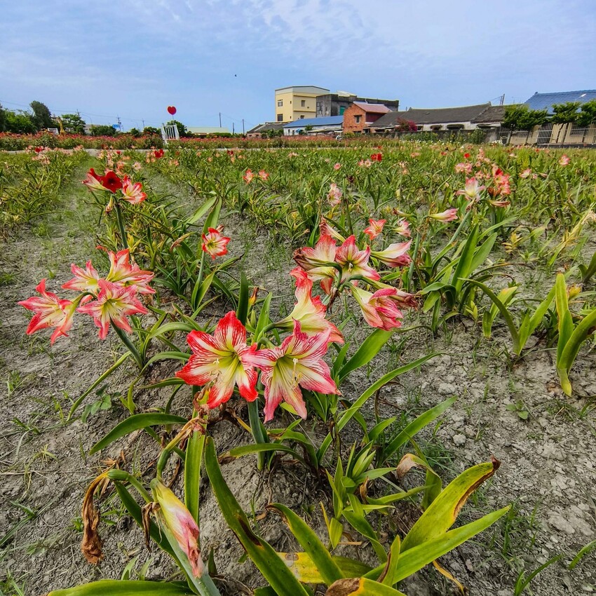 雲林縣四湖鄉雲林。四湖》長春園藝孤挺百合錫葉藤花園。數大就是美