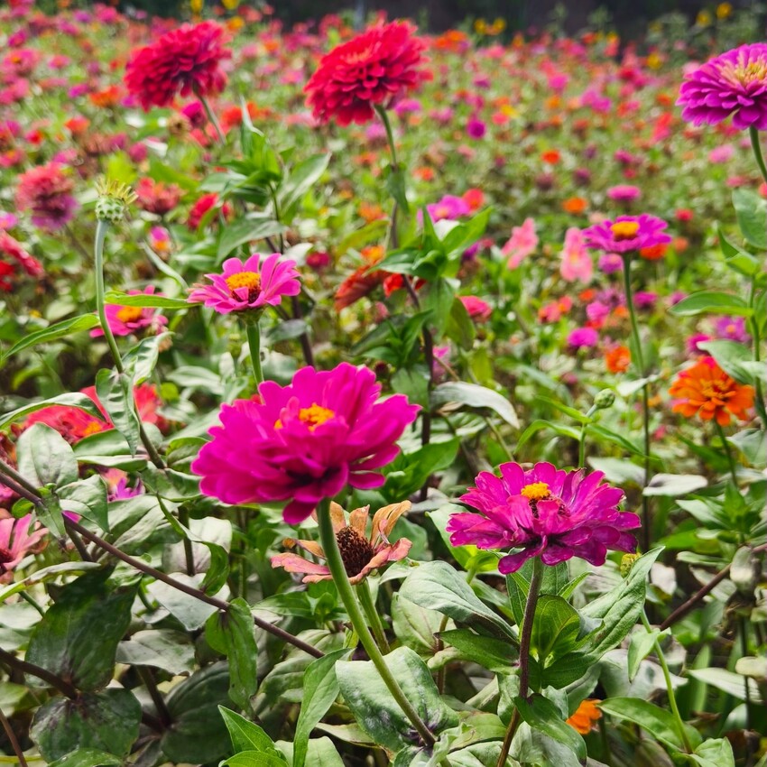 雲林縣四湖鄉雲林。四湖》長春園藝孤挺百合錫葉藤花園。數大就是美