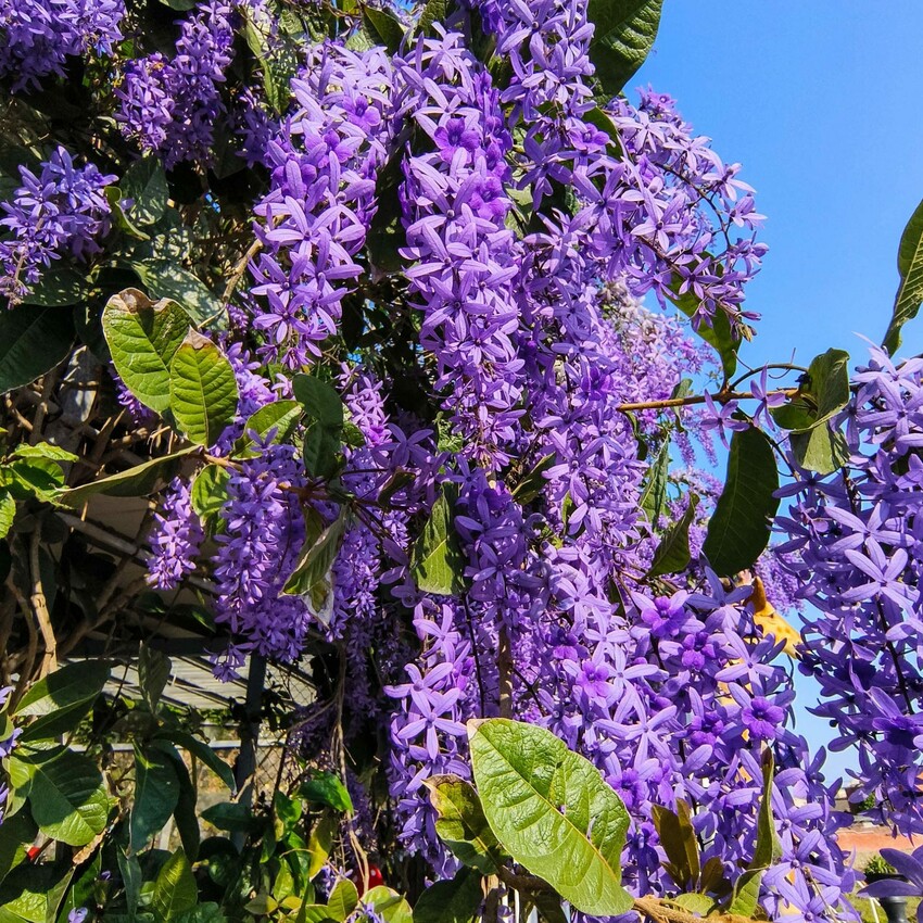 雲林縣四湖鄉雲林。四湖》長春園藝孤挺百合錫葉藤花園。數大就是美