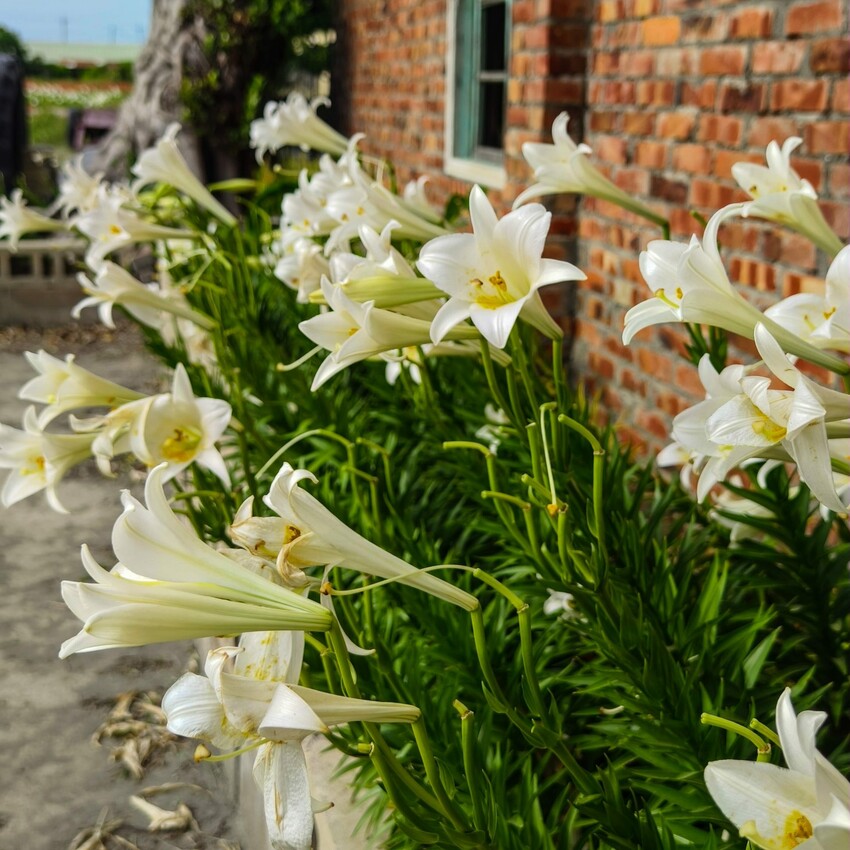 雲林縣四湖鄉雲林。四湖》長春園藝孤挺百合錫葉藤花園。數大就是美