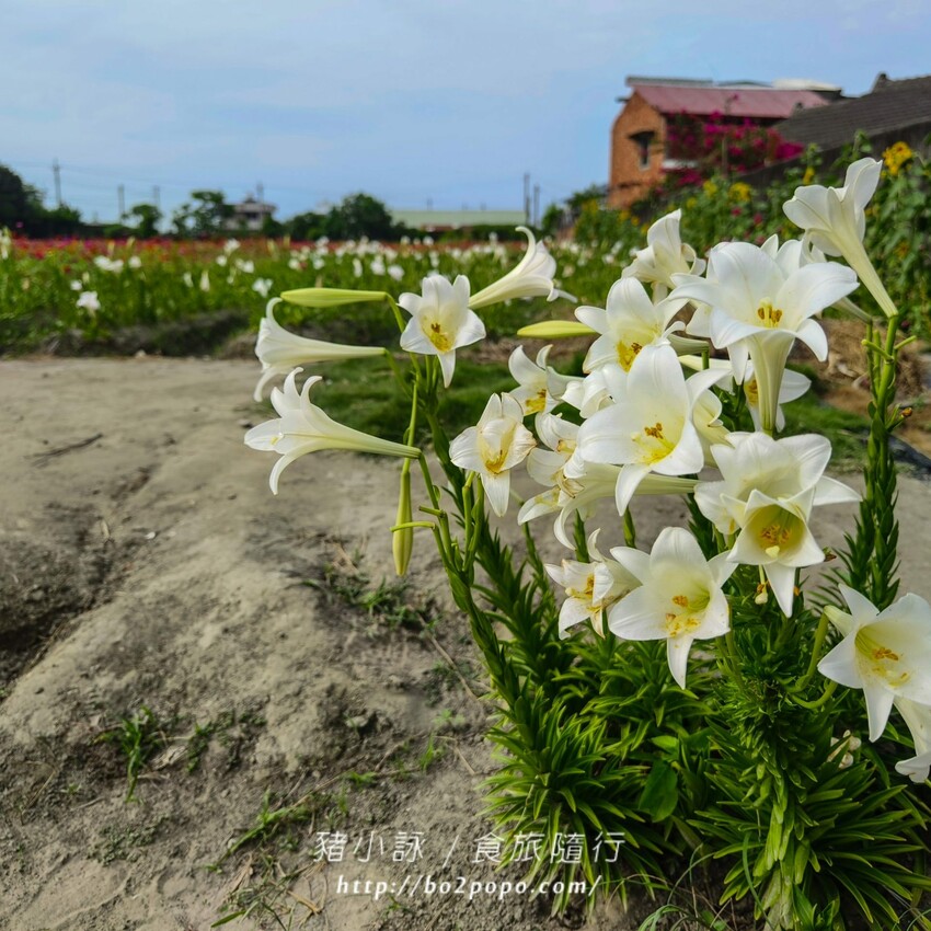 雲林縣四湖鄉雲林。四湖》長春園藝孤挺百合錫葉藤花園。數大就是美