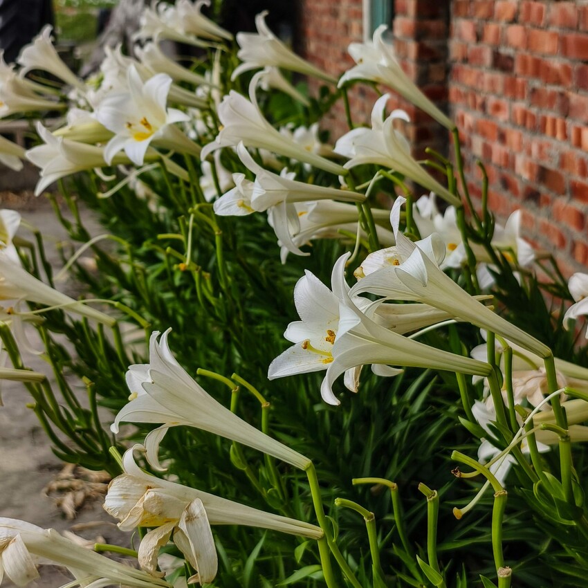 雲林縣四湖鄉雲林。四湖》長春園藝孤挺百合錫葉藤花園。數大就是美