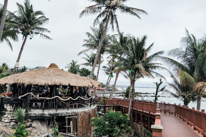 雲林縣四湖鄉雲林。四湖》長春園藝孤挺百合錫葉藤花園。數大就是美