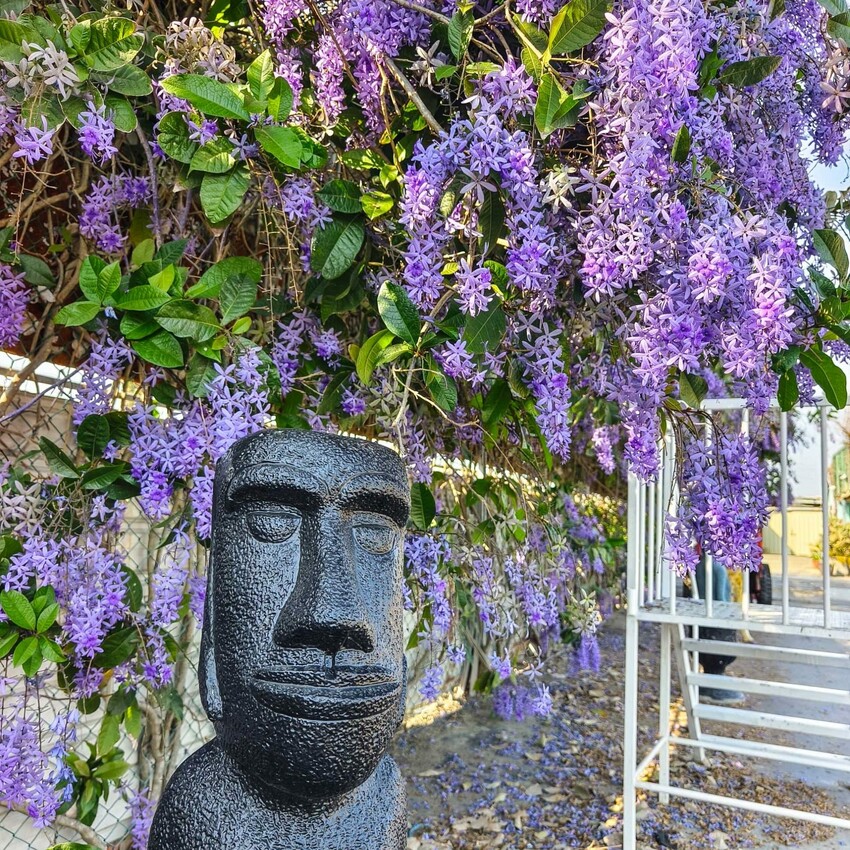 雲林縣四湖鄉雲林。四湖》長春園藝孤挺百合錫葉藤花園。數大就是美