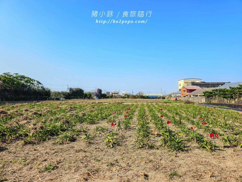 雲林縣四湖鄉雲林。四湖》長春園藝孤挺百合錫葉藤花園。數大就是美