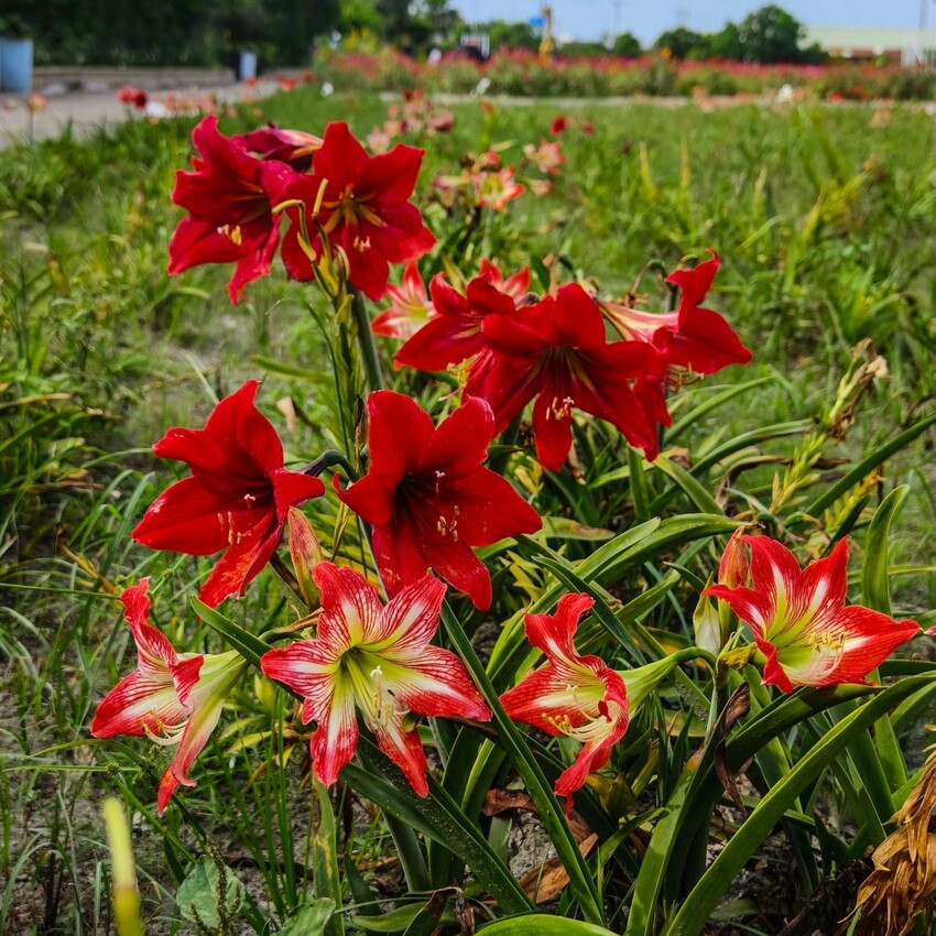 雲林縣四湖鄉雲林。四湖》長春園藝孤挺百合錫葉藤花園。數大就是美