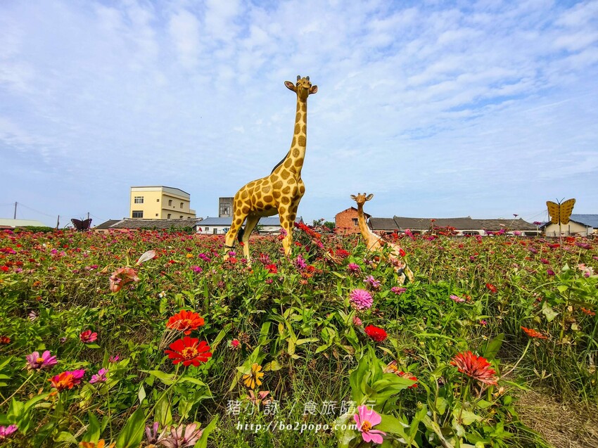 雲林縣四湖鄉雲林。四湖》長春園藝孤挺百合錫葉藤花園。數大就是美