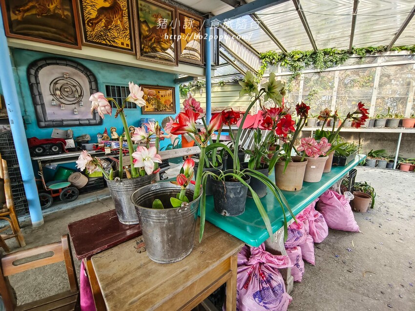 雲林縣四湖鄉雲林。四湖》長春園藝孤挺百合錫葉藤花園。數大就是美