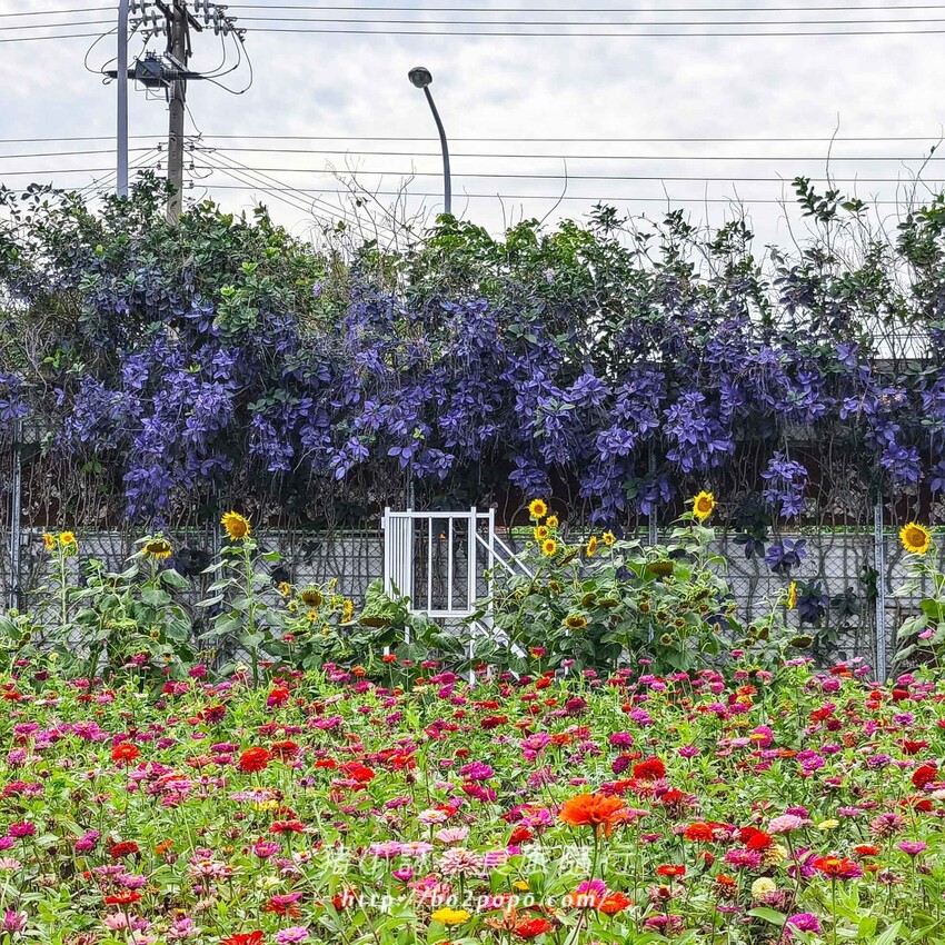 雲林縣四湖鄉雲林。四湖》長春園藝孤挺百合錫葉藤花園。數大就是美