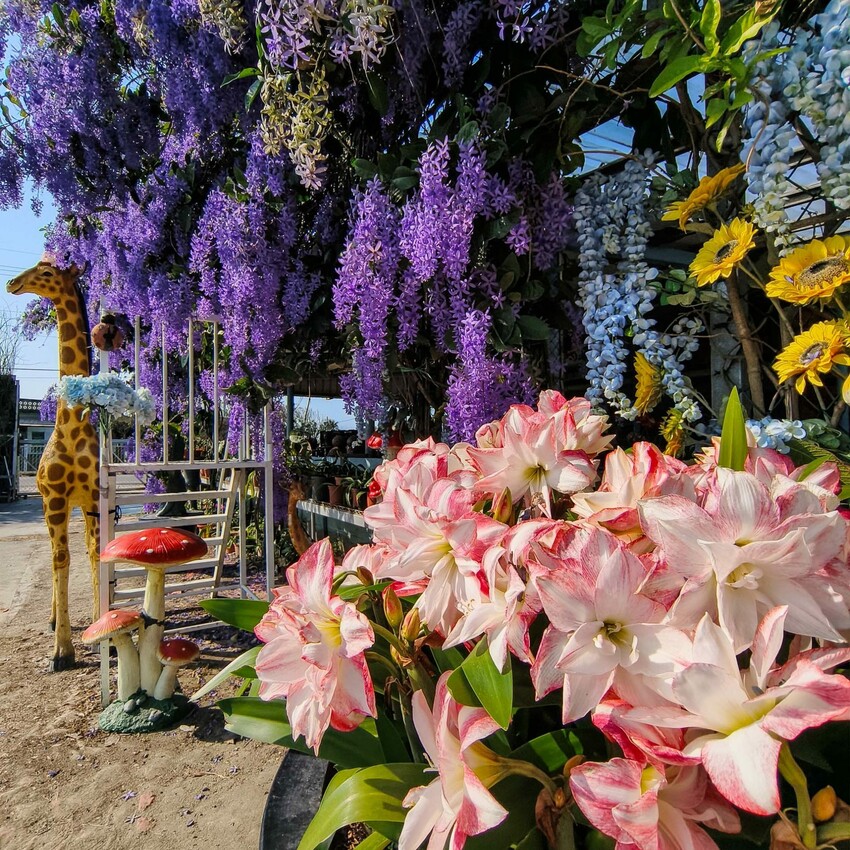 雲林縣四湖鄉雲林。四湖》長春園藝孤挺百合錫葉藤花園。數大就是美