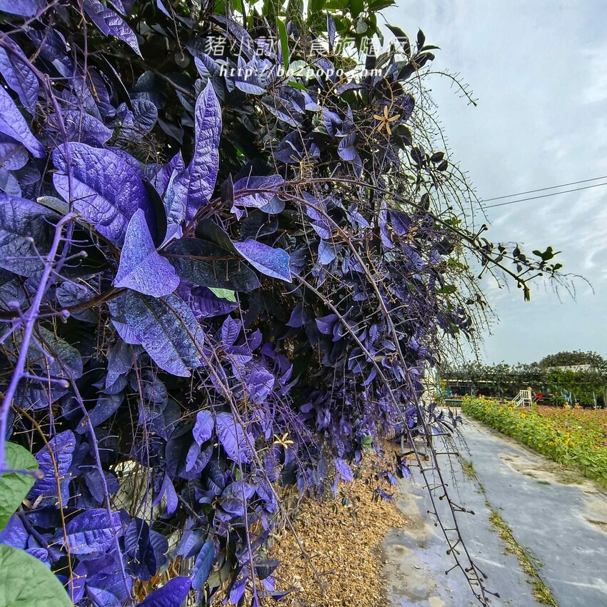 雲林縣四湖鄉雲林。四湖》長春園藝孤挺百合錫葉藤花園。數大就是美