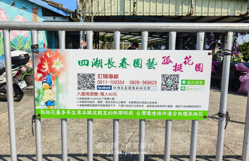 雲林縣四湖鄉雲林。四湖》長春園藝孤挺百合錫葉藤花園。數大就是美