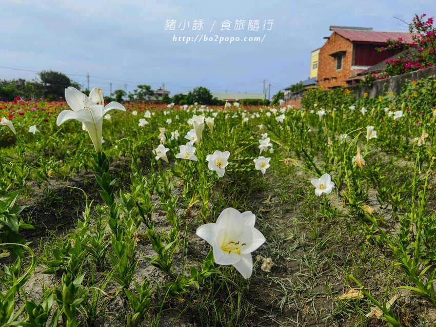 雲林縣四湖鄉雲林。四湖》長春園藝孤挺百合錫葉藤花園。數大就是美