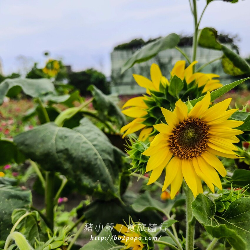雲林縣四湖鄉雲林。四湖》長春園藝孤挺百合錫葉藤花園。數大就是美
