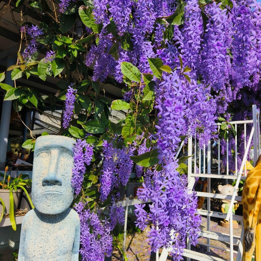 雲林縣四湖鄉雲林。四湖》長春園藝孤挺百合錫葉藤花園。數大就是美