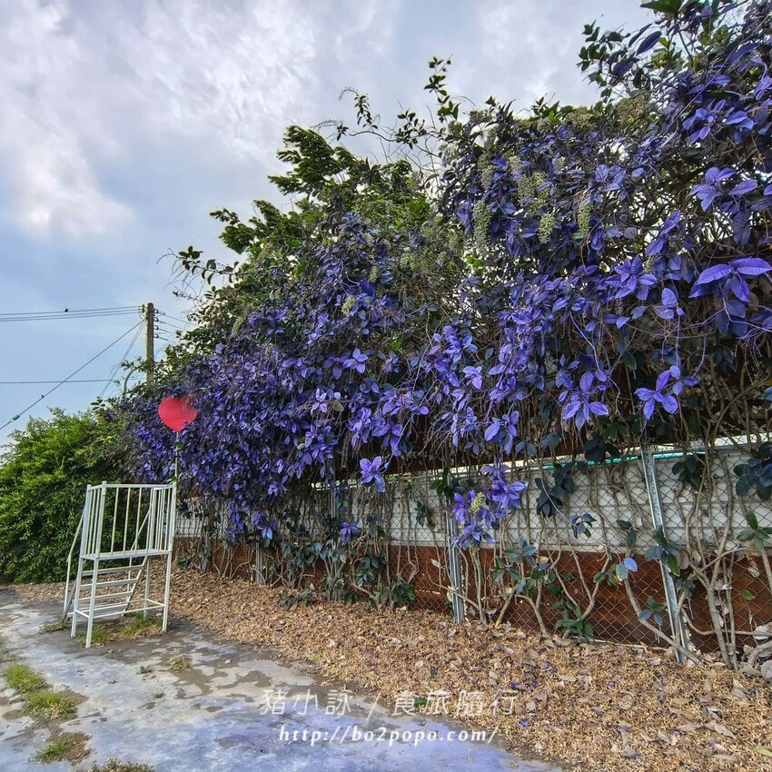 雲林縣四湖鄉雲林。四湖》長春園藝孤挺百合錫葉藤花園。數大就是美