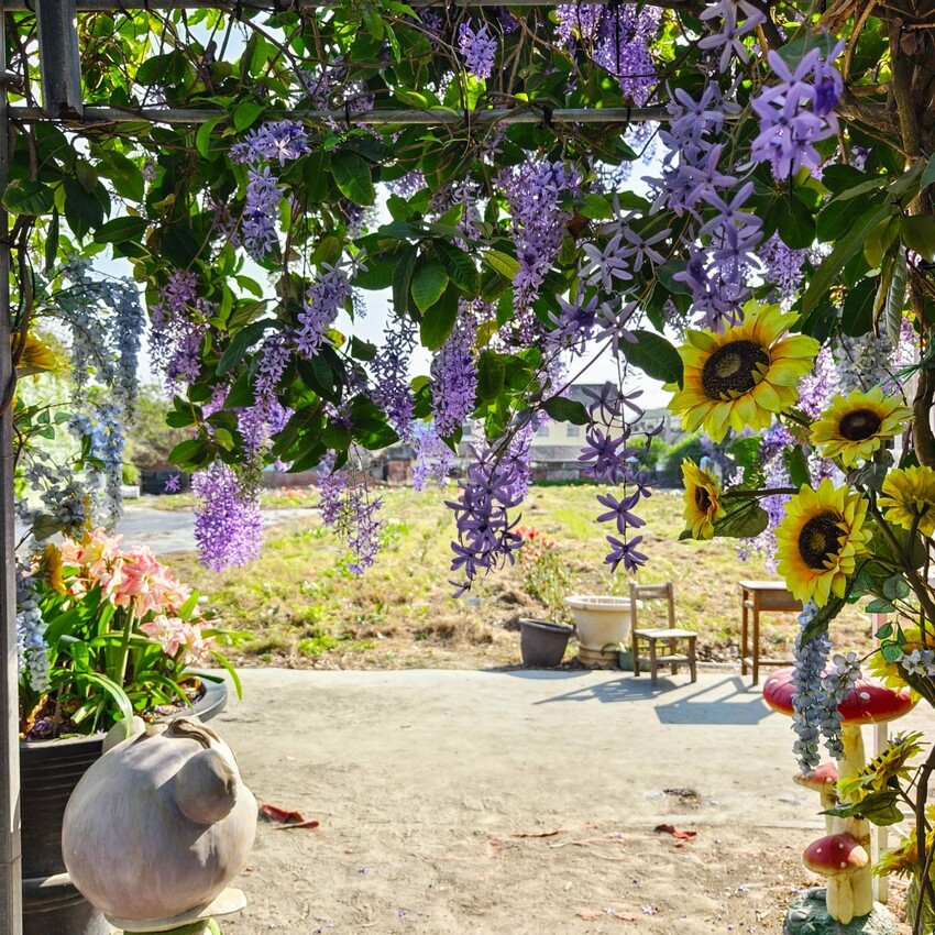 雲林縣四湖鄉雲林。四湖》長春園藝孤挺百合錫葉藤花園。數大就是美