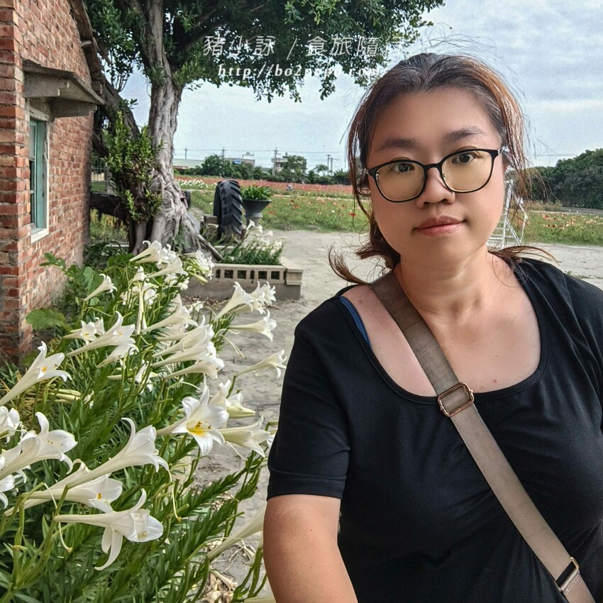 雲林縣四湖鄉雲林。四湖》長春園藝孤挺百合錫葉藤花園。數大就是美