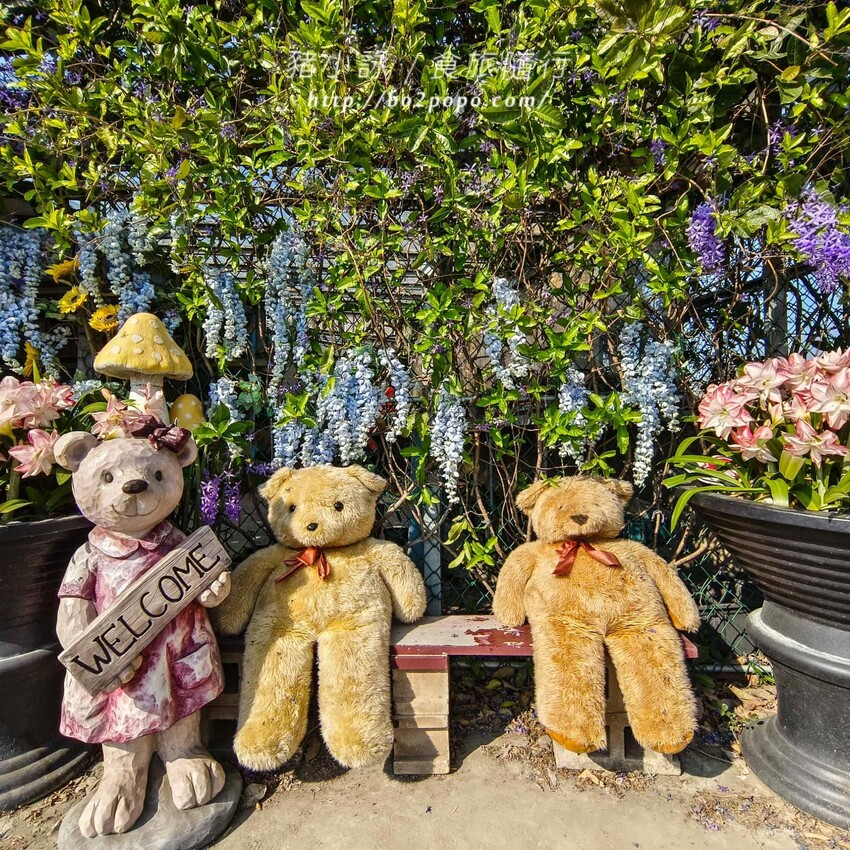 雲林縣四湖鄉雲林。四湖》長春園藝孤挺百合錫葉藤花園。數大就是美